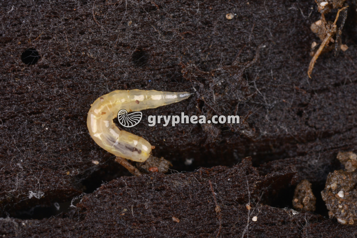 Mouche - Larve de Diptère (asticot) - gryphea.com